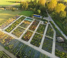 plantage af unge graner og fyrretræer